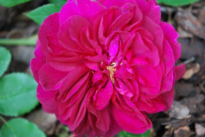 Rosa 'Darcey Bussell' - růže anglická (David Austin, 1961, Anglie) detail květu